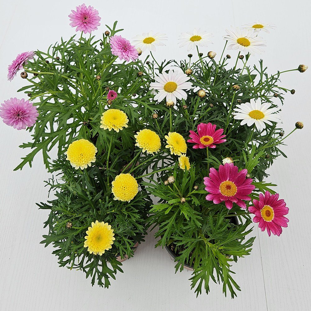 아비가든 목마가렛 2색/4색 받침+영양제 포함(2월 3월 꽃 많음) 봄꽃 겨울꽃 키우기쉬운식물, 2개, 2종할인 상세 이미지 2